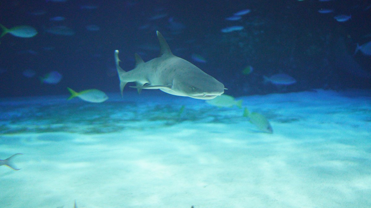 same_sameclub's tweet photo. サンシャイン水族館で最近展示されたネムリブカを見てきました！

背鰭と尾鰭の先に白い模様があるのがチャームポイントです！
#サメ　#水族館 https://t.co/DAZpf51Opy