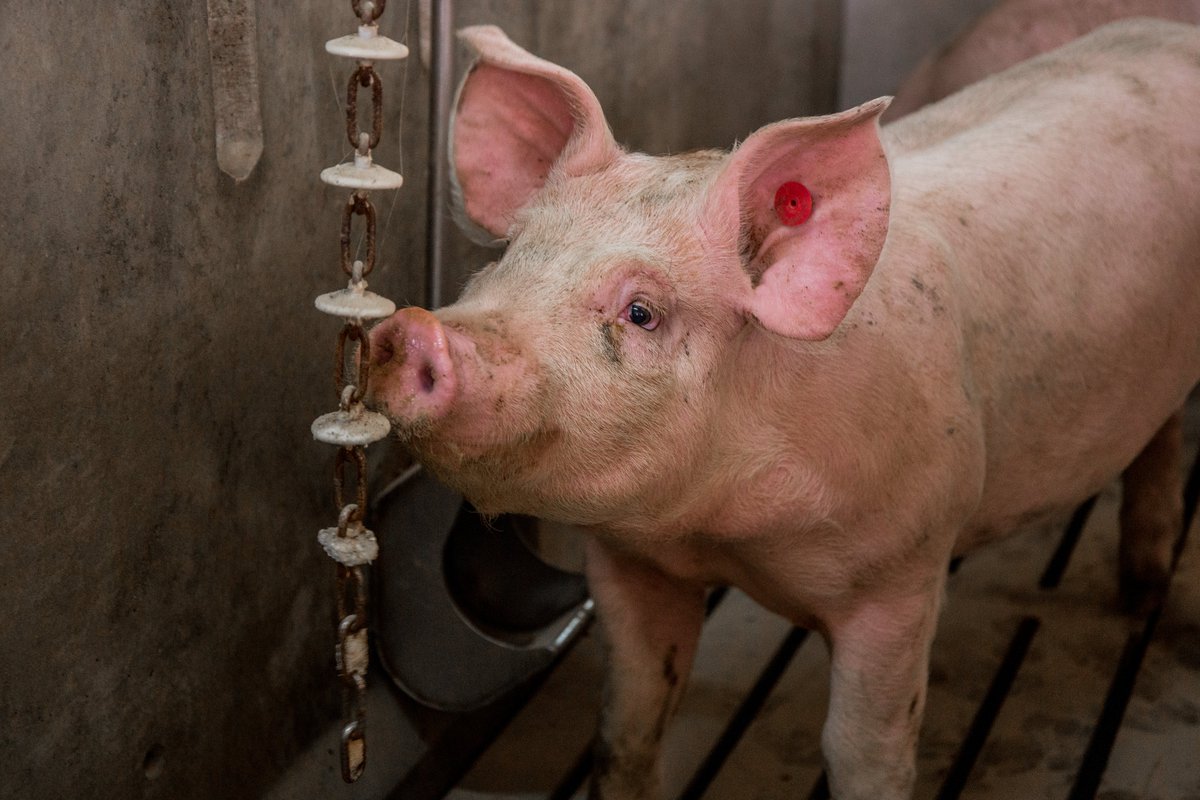 grupocopese's tweet photo. En Grupo Alimentario Copese partimos de lo mejor: cerdos de raza Duroc e Ibéricos que proceden de nuestras granjas, criados con piensos propios elaborados con cereales que han superado los más estrictos controles de calidad. https://t.co/xRC1JbjzY8