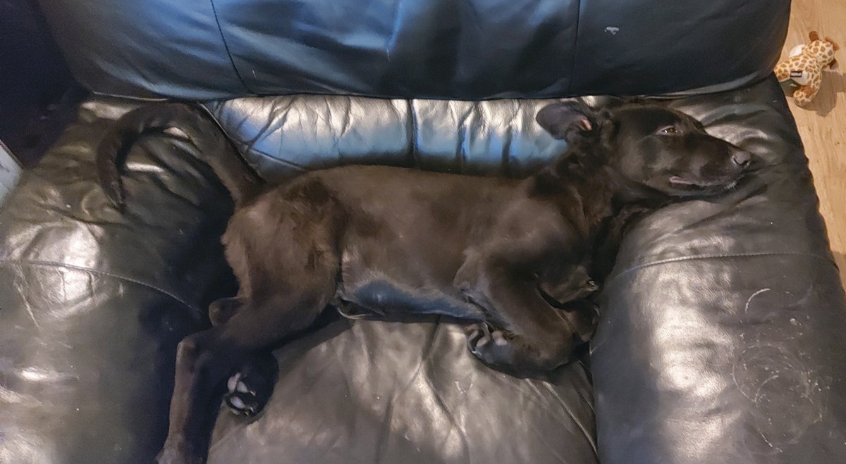 fockuty's tweet photo. @germa_shepherd 4 month old and 4 years old. https://t.co/sHkj4IoAce