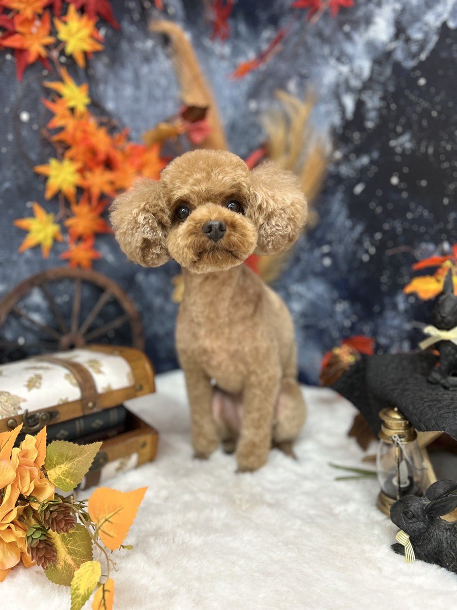 natsutonami_x's tweet photo. 2026.9.13
トリミングDAY✂︎ https://t.co/x42APip8mo