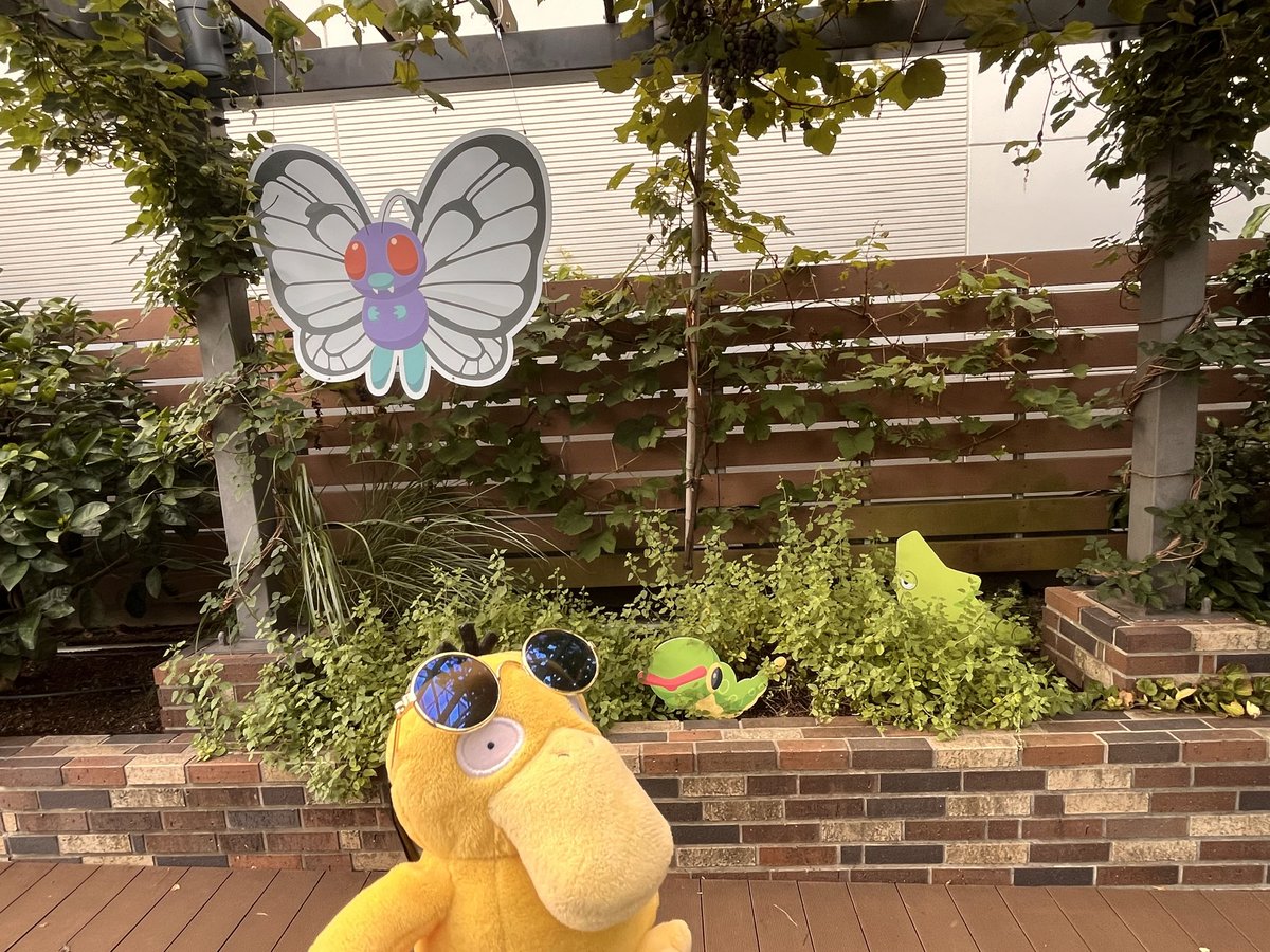 mattarinuito's tweet photo. おお！こんなところでもお昼寝してる子たちが！
#ポケモンfit #ぬい撮り #ぬい活 #ポケモンのいる生活 https://t.co/Ang8LRerFB