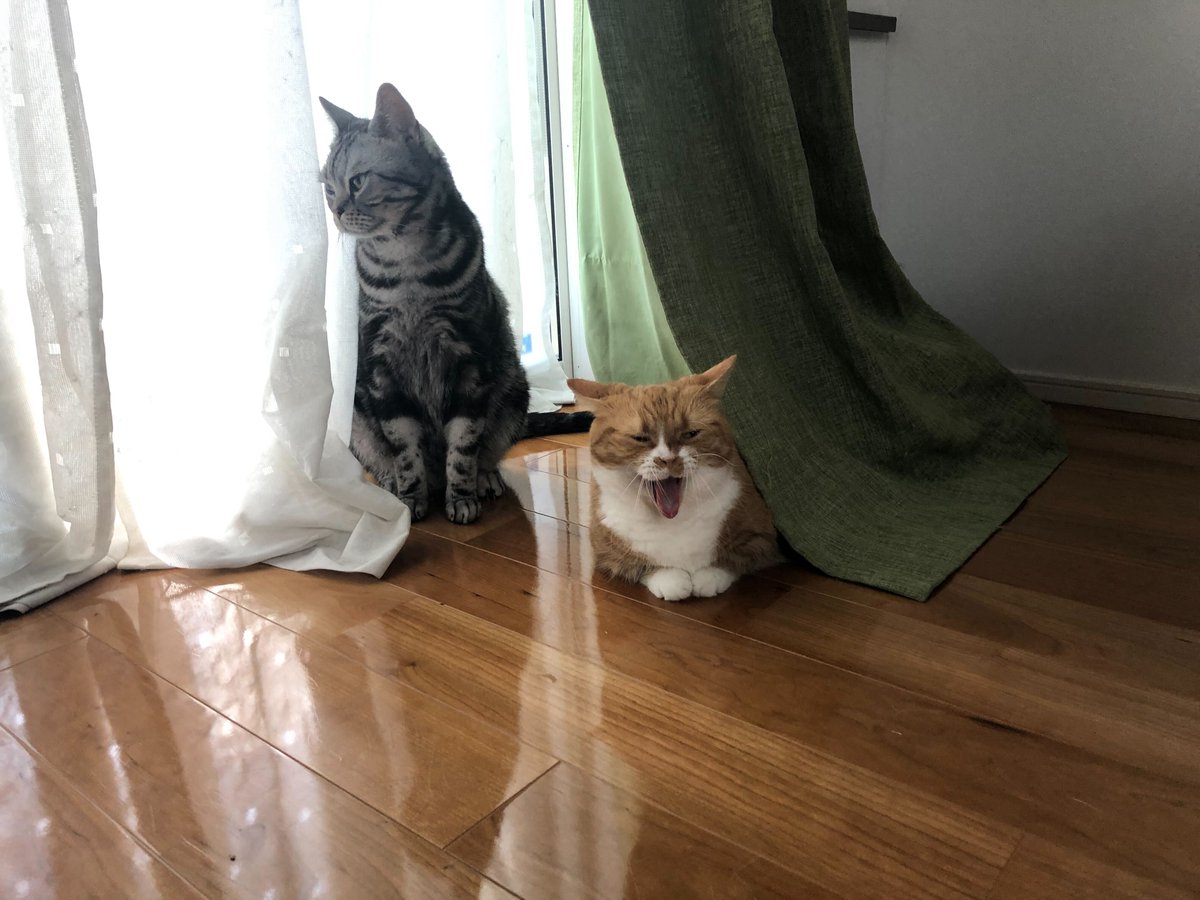 neko_mks's tweet photo. 皆さま、週明け月曜日お疲れ様でした〜🐈

江東区は久しぶりの晴天☀️
でも明日からまた雨模様らしく、
今日は貴重な晴れ間だったようです。

日差しは眩しいけれど、
どことなく秋の風を感じるような1日でした🍂

＃企業公式つぶやき部
 #企業公式がお疲れ様を言い合う
＃猫 https://t.co/4Za3ze1jrT