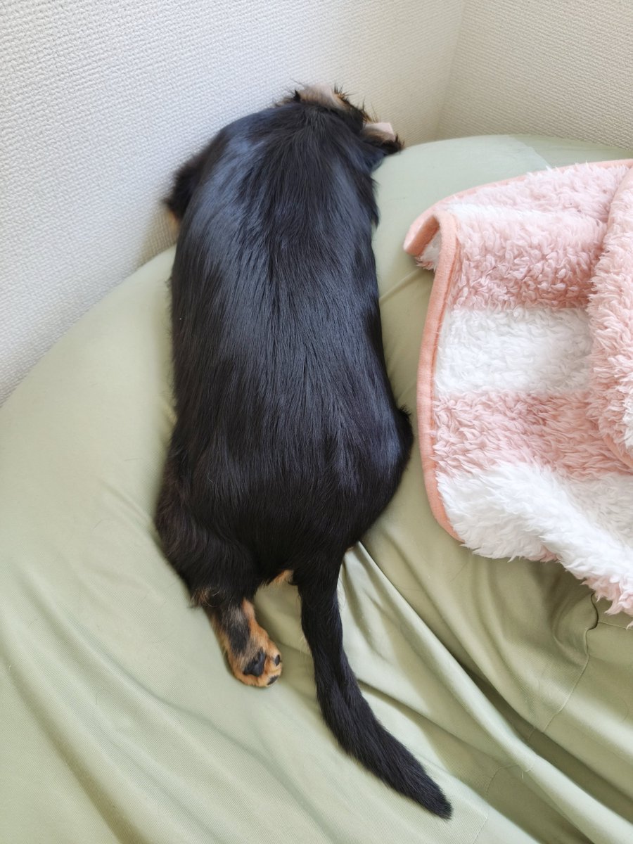 maromayu_anyo's tweet photo. よくわからない体勢で寝る犬と、ずり落ちそうでギリ落ちないところで寝る犬 https://t.co/7k6Xkk7n9A