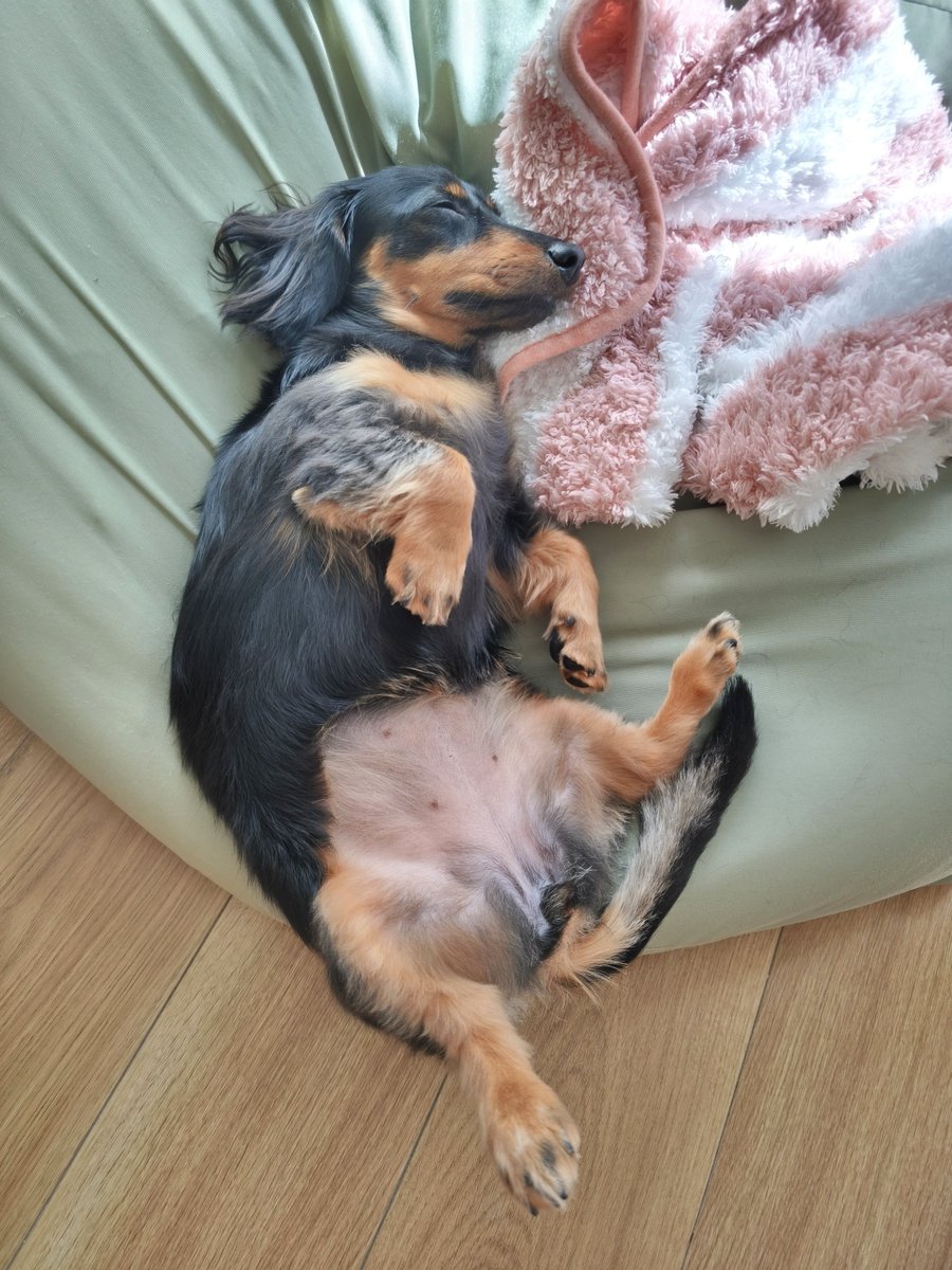maromayu_anyo's tweet photo. よくわからない体勢で寝る犬と、ずり落ちそうでギリ落ちないところで寝る犬 https://t.co/7k6Xkk7n9A