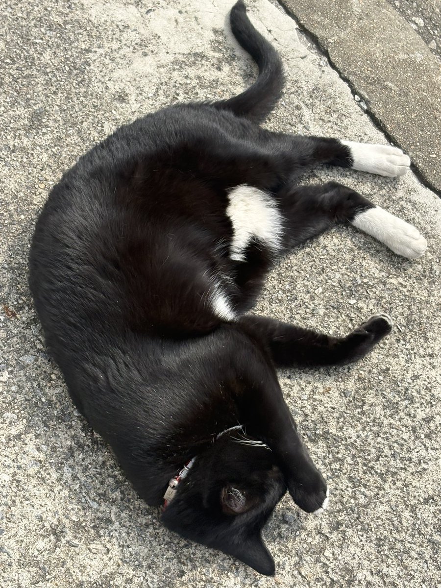 saaMeow2's tweet photo. 뚱뚱 https://t.co/gPaB6r53pN