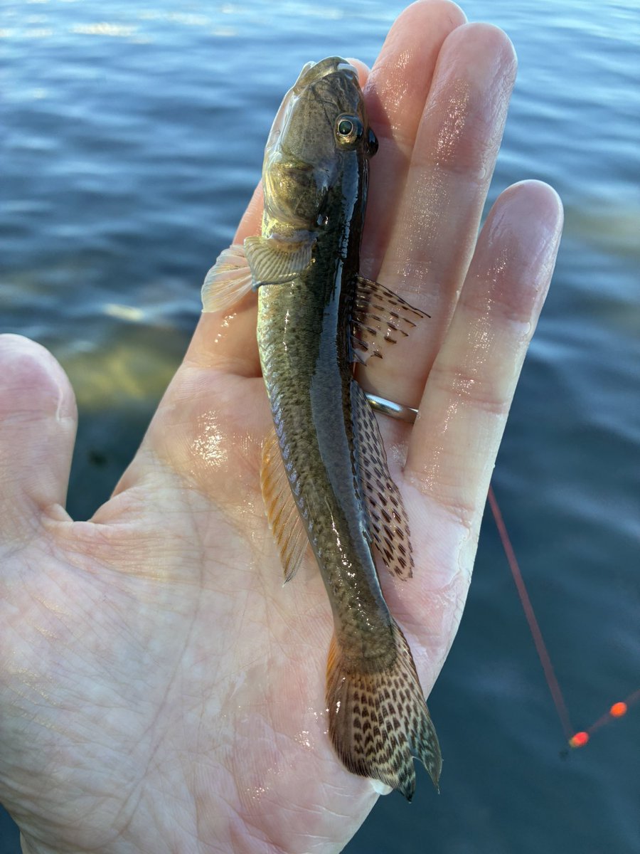 sugar19751124's tweet photo. 今日も元気にハゼ釣り🎣

ホームで7時〜小さめホタテ5個使い切るまで立ち込み拾い釣り🐟

開始は満潮で食い気がなく流れが出始めたら当たる様になり入れパク状態もあり数釣りを楽しめましたー🤣

マハゼ143匹

最長14.5cm
平均11cm位

常連の鯊師さんから自作キーホルダーを頂きましたー😉

＃ハゼ釣り https://t.co/qCYRIqDY8G