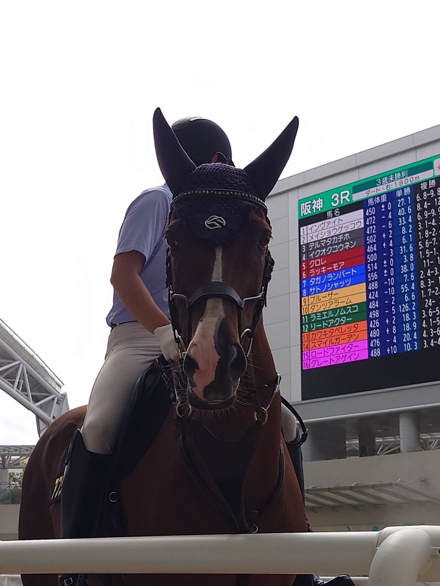 taisei0722's tweet photo. 先日の阪神競馬場にて
アフゴ先輩の
盛大なファンサービスをいただきました
大変うれしゅうございました☺️ https://t.co/fI5DHBKjhH