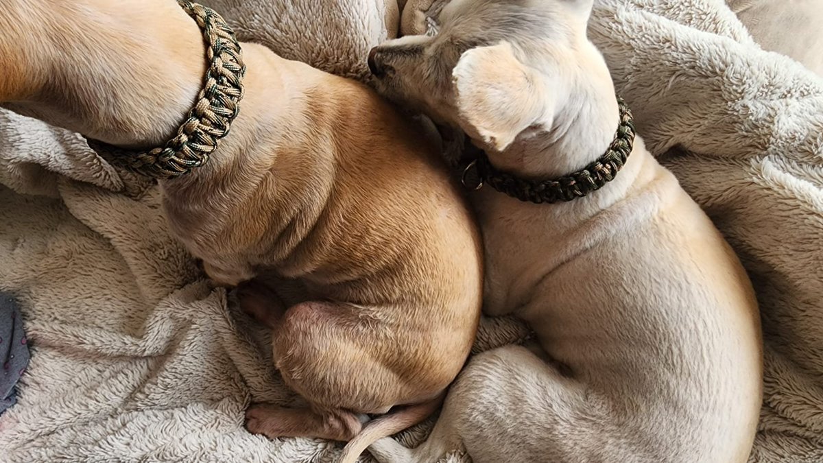ElMalCorazon's tweet photo. Los #collares de #paracord550 y sus modelos... https://t.co/FTffJdjuM1
