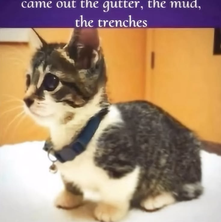 CatPosted's tweet photo. https://t.co/hDWjd34p1Y