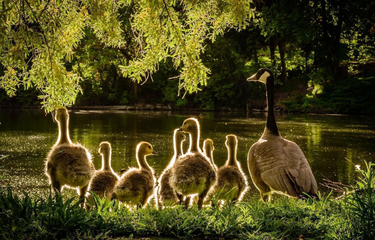 DTNEtiquette's tweet photo. As I attempt to get all of my ducks (or geese) in a row, I remind myself to be patient with everyone who is trying to do the same thing! ~ #DTN #InThisTogether #BePatient #SlowDownAndBreathe https://t.co/bPDj6CYoaz