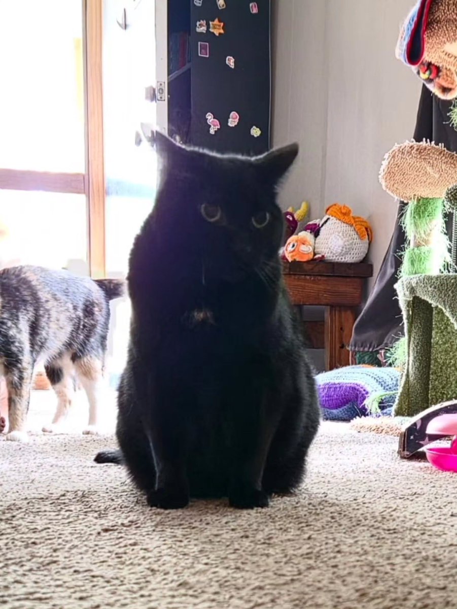 135Maxwell's tweet photo. Three little menaces causing maximum chaos. https://t.co/36QSde0OIJ