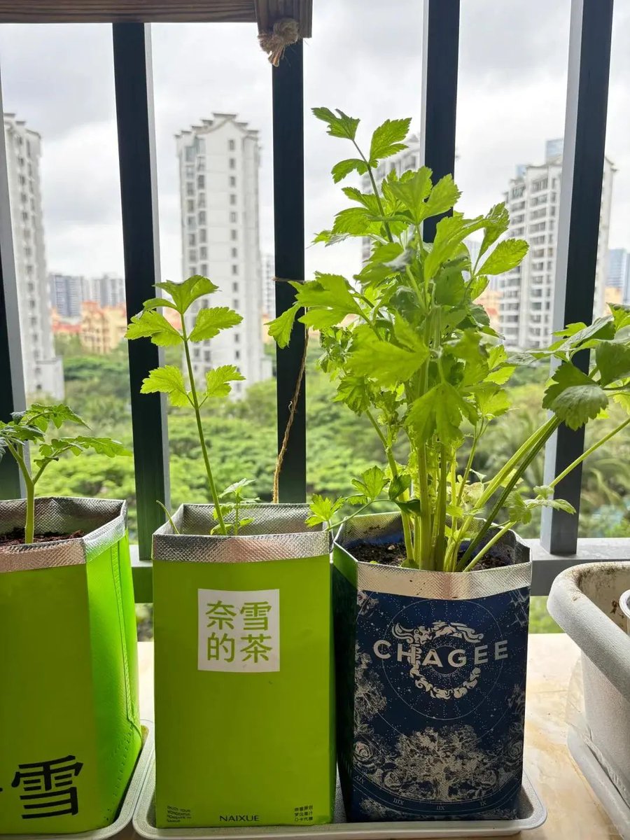 Ff5753's tweet photo. My tiny balcony now has veggies and herbs — what started as a messy empty space 2 months ago, turns into my go-to spot for weekend cooking. Small changes make big daily joys!， https://t.co/bNFM5hCrSP