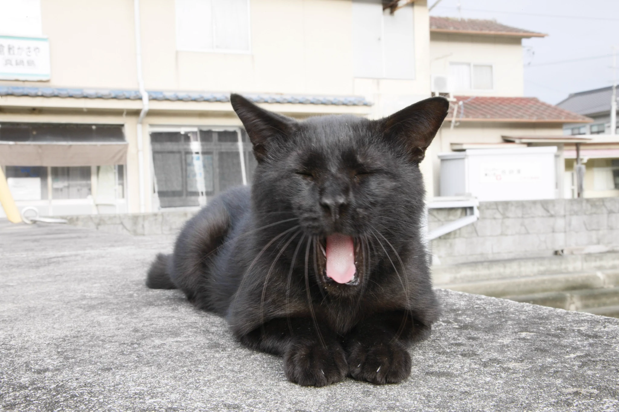 ネコちゃん photo マラソンサニー on X: 
