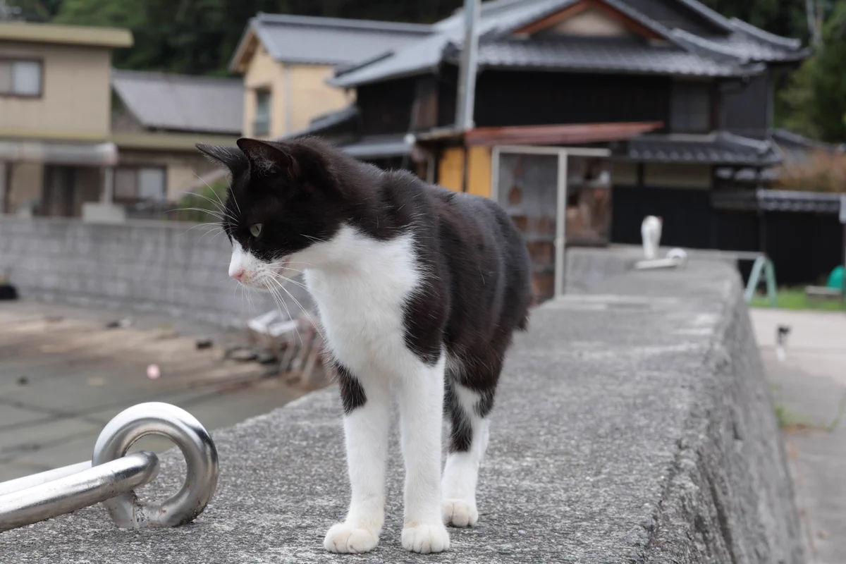 ネコちゃん photo マラソンサニー on X: 