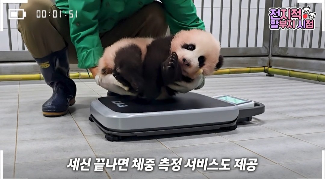 marcella_bao's tweet photo. 나 졈말 막둥이 머리크기에 놀랬어 🫢
푸웅니를 압도할 것 같아 https://t.co/bvElEWMnBG