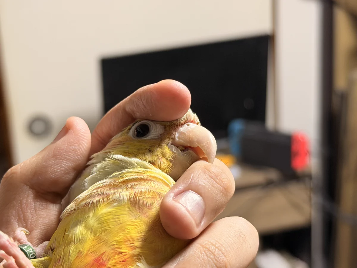 インコ丸氏 (@inkomaru001) / X