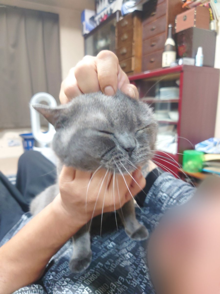 sakenohedo's tweet photo. アールワン・プレシャス・“マントー(饅頭)”・ワン・ブリ��ョー https://t.co/69giKSd2V7