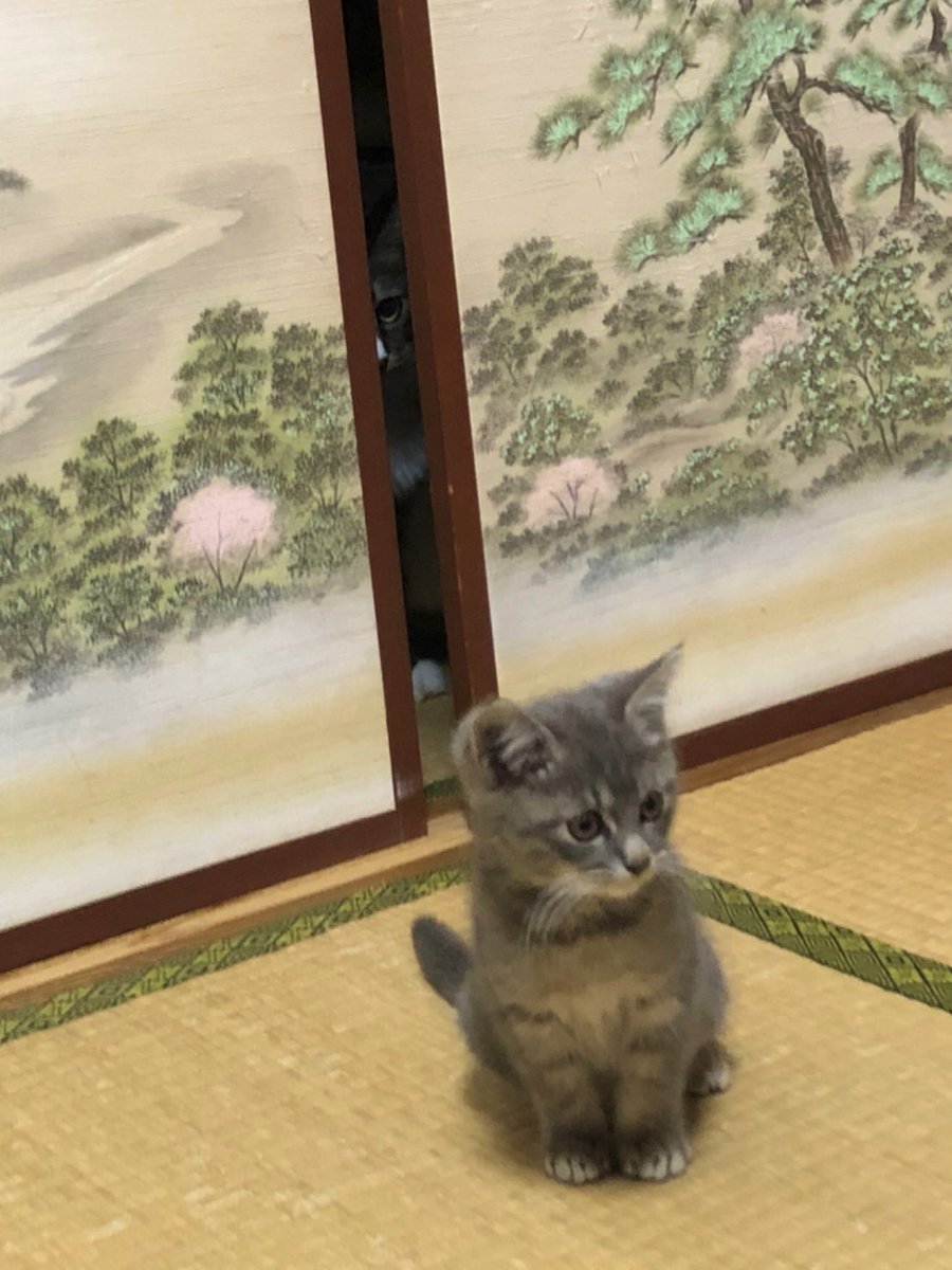 omonyan's tweet photo. これはパヤパヤを見守る先住ネコチャン https://t.co/6gbINohKfy