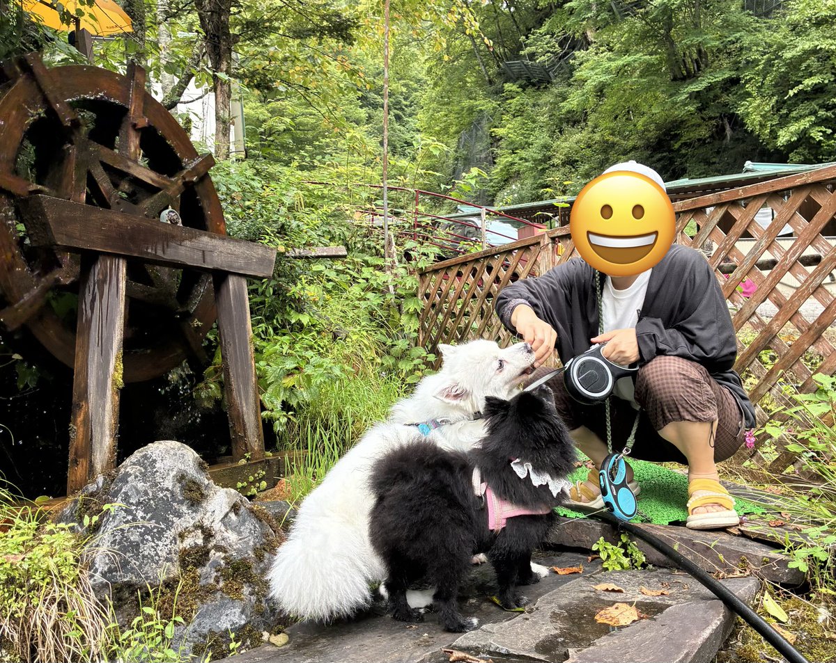 mokkun0369's tweet photo. 旅の思ひ出・犬 https://t.co/0iGNXLdD7q