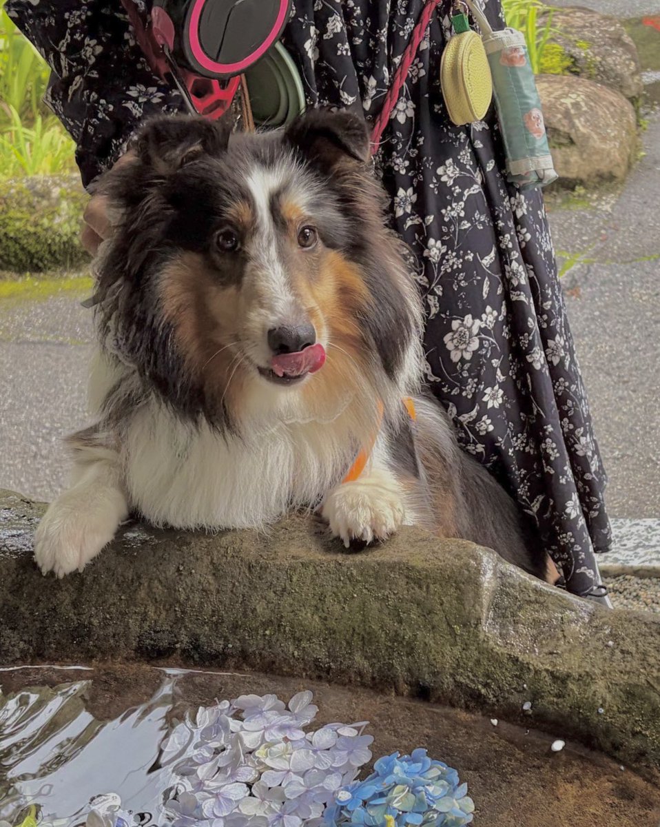 mokkun0369's tweet photo. 旅の思ひ出・犬 https://t.co/0iGNXLdD7q