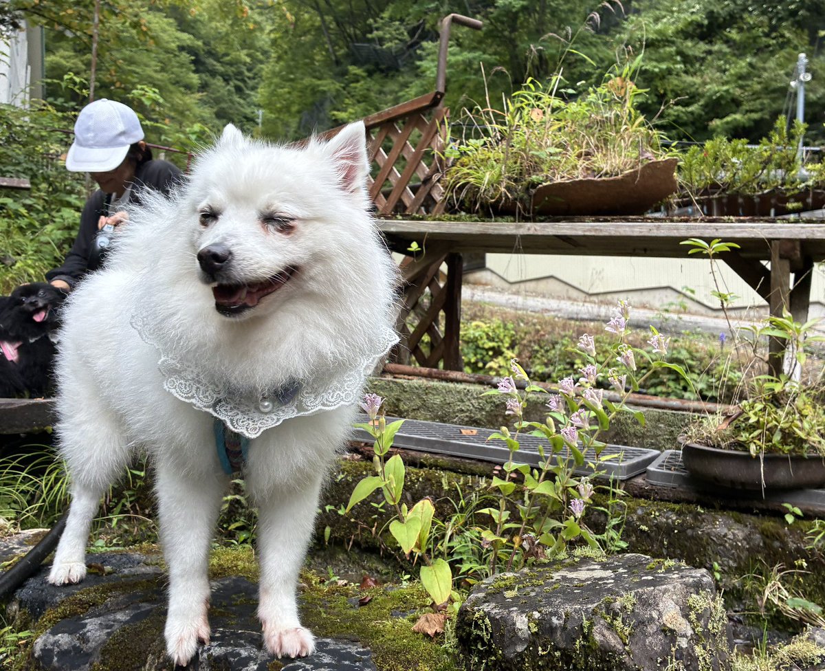 mokkun0369's tweet photo. 旅の思ひ出・犬 https://t.co/0iGNXLdD7q