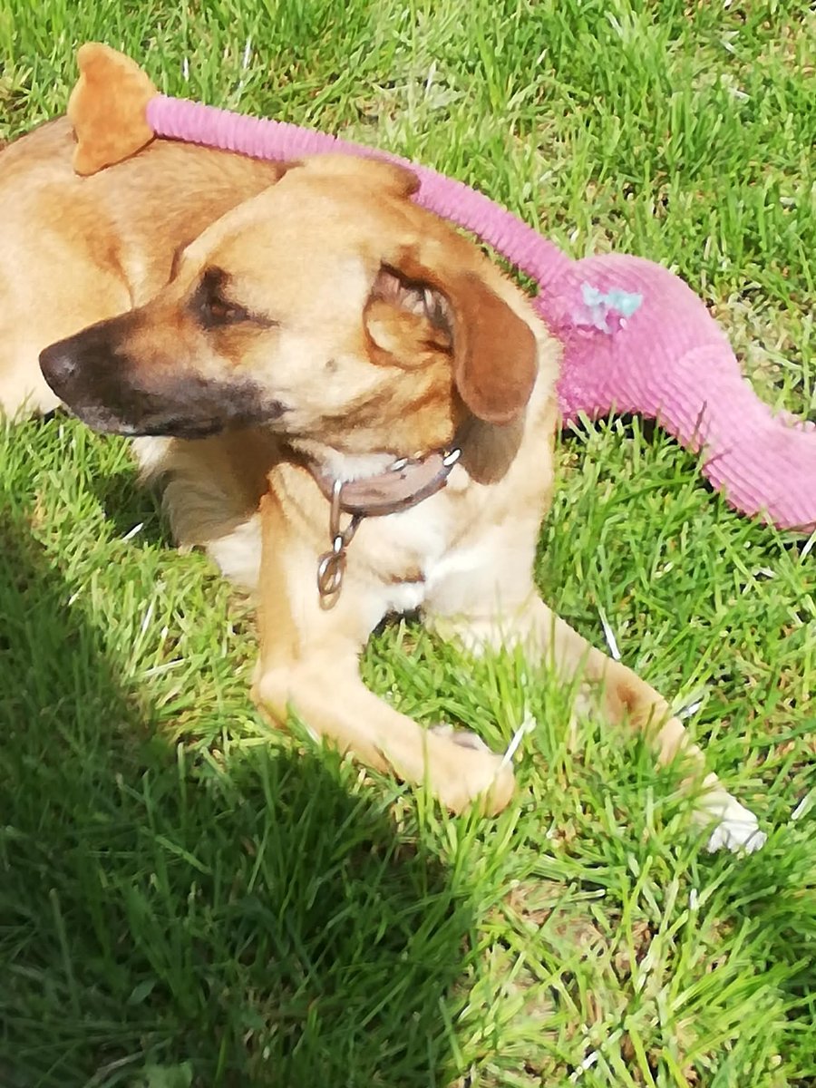 KociePerypetie's tweet photo. Amelka potrzebuje pomocy. Jej opiekunka żyje z renty 1350 zł, a jesień i zima tuż-tuż. Zbiórka na karmę stoi na 0/500 zł – nie ma ani jednej wpłaty. 😢

🙏 Dorzućcie choć kilka złotych lub udostępnijcie. Każdy gest ma znaczenie.

🔗 https://t.co/GmoP3sJ13k https://t.co/hNuq7gvLSi