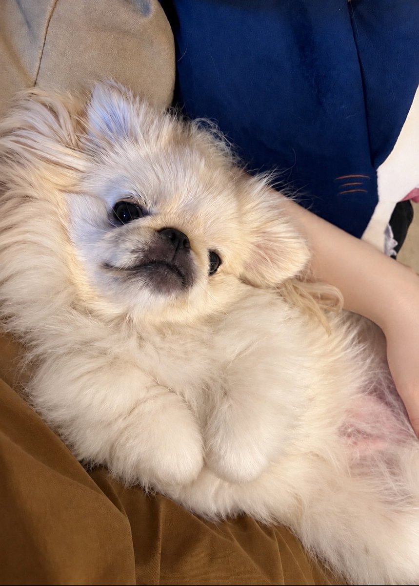 watabou_peki's tweet photo. 【わた報】手、ドラえもんすぎる https://t.co/Bue09oGTxQ