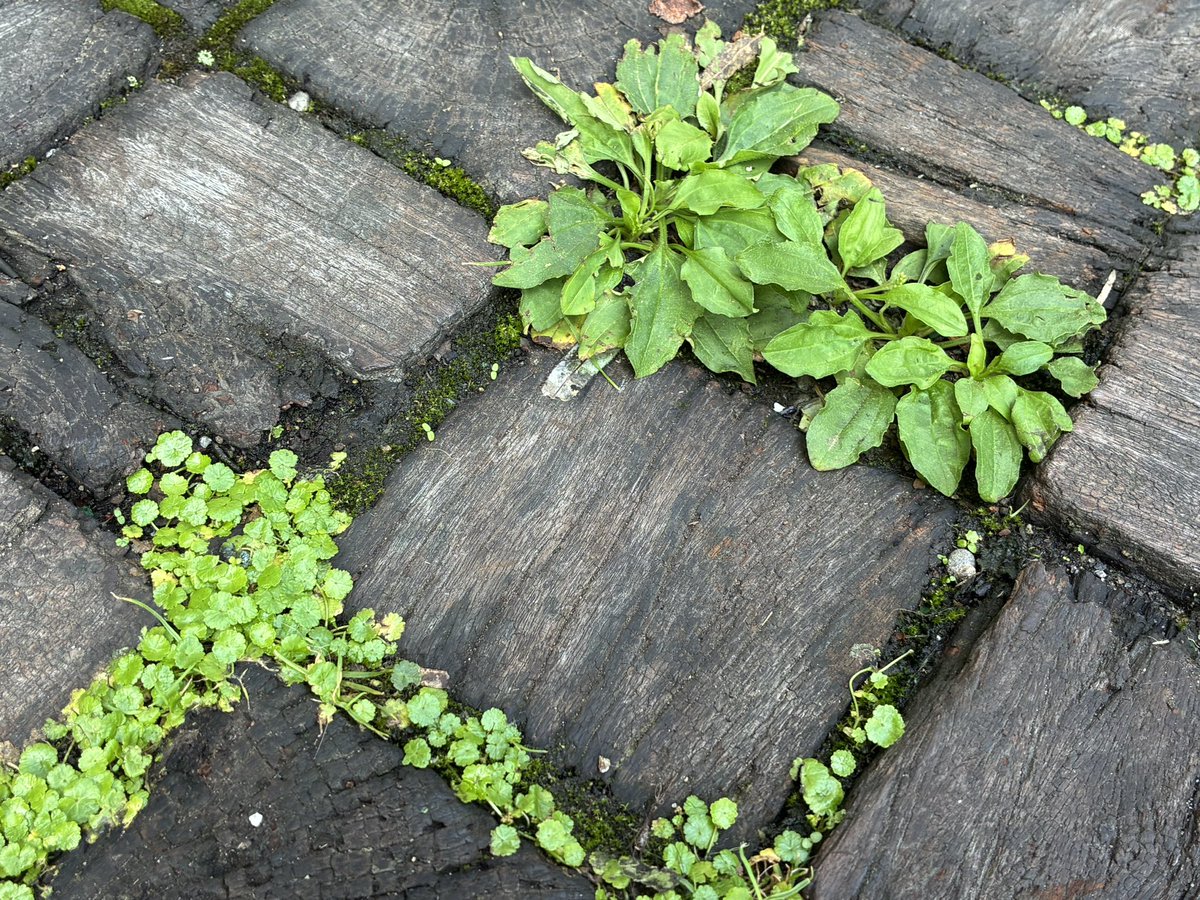 mokkun0369's tweet photo. 旅の思ひ出・草 https://t.co/LLMCIEcIyg