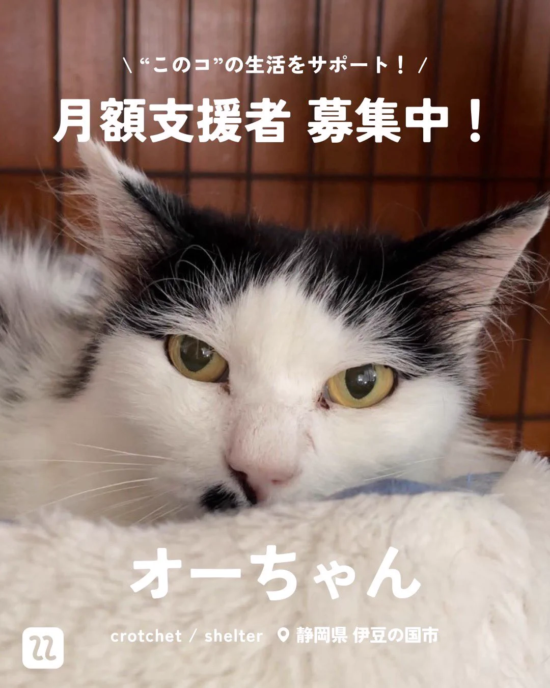 ネコノート【公式】保護猫支援サービス🐈 on X: 