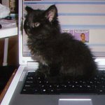 Photo by MITTENS | Telegram’s Cat (@Mittenstonchain)