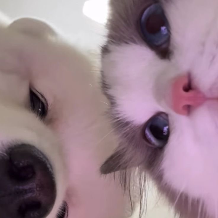 punchmxo's tweet photo. 🐶🐱 https://t.co/HFGXCeGaSV