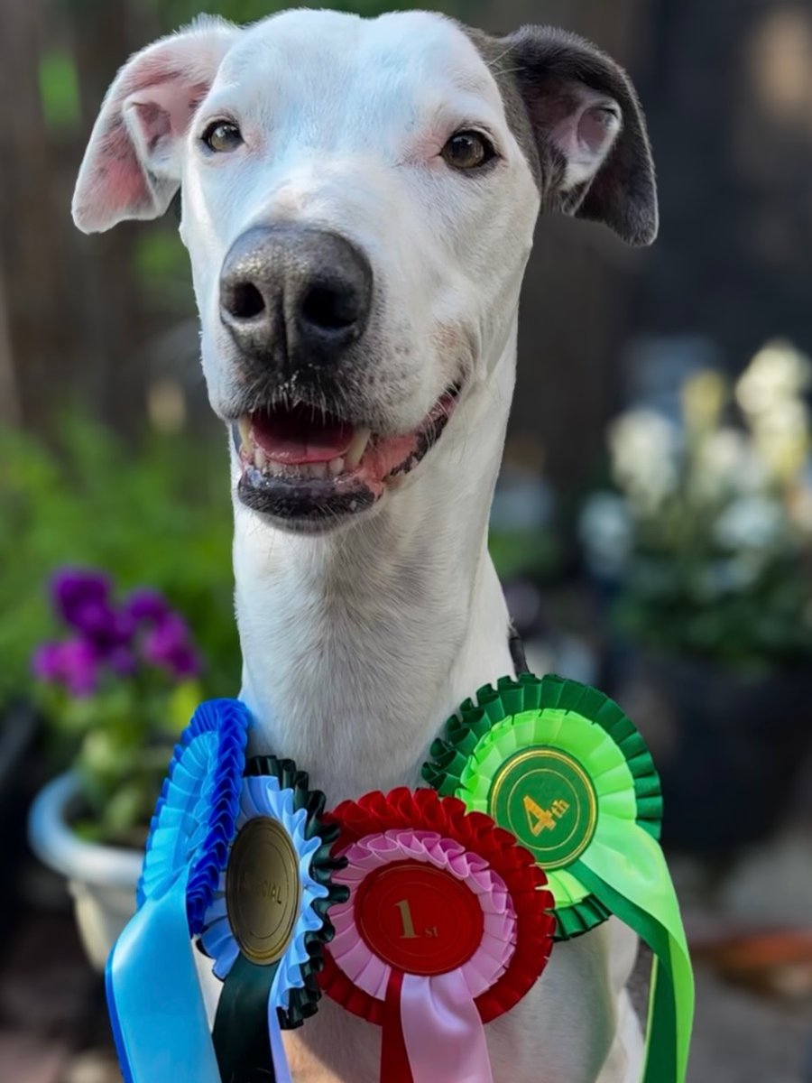 MarissaCapcmzv's tweet photo. Thank you @hernamewas. _. lola for my rosettes and sweeties 😁 I’m feeling very proud of myself! https://t.co/qyzvHiCd3I