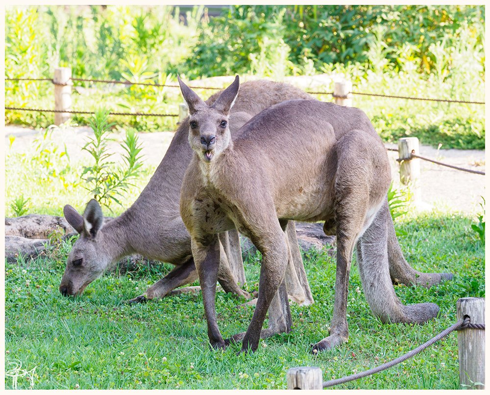 nagatsueeso's tweet photo. 『小さなベロ』
#omdem1markii #ベロ #オオカンガルー #舌出し #動物園 #かわいい #有袋類 #哺乳類 #いきもの #神奈川県 #横浜市 #金沢動物園 #OLYMPUS https://t.co/IrF1RA2kch