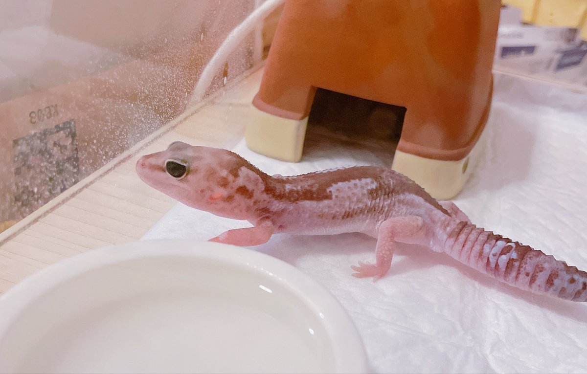echucotty's tweet photo. 先日のゲッコーマーケットでNoir reptilesさん（@Noirreptiles ）さんからニシアフちゃんをお迎えしました🙏かわいい😭💕初心者に丁寧に色々教えてくださってありがとうございました🙇‍♂️ 給餌がまだで食べてくれるか不安ですが頑張ります🫨

#ニシアフ https://t.co/sOIyUZv7dl