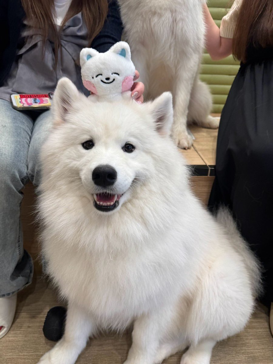 jnkn_23's tweet photo. ノミン聖地巡り🐶🐰
ジェノちゃん初めましてして沢山飲んで語って楽しかった💕来月も再来月もよろしくお願いします🙇‍♀️www https://t.co/vyX1E9YoS8