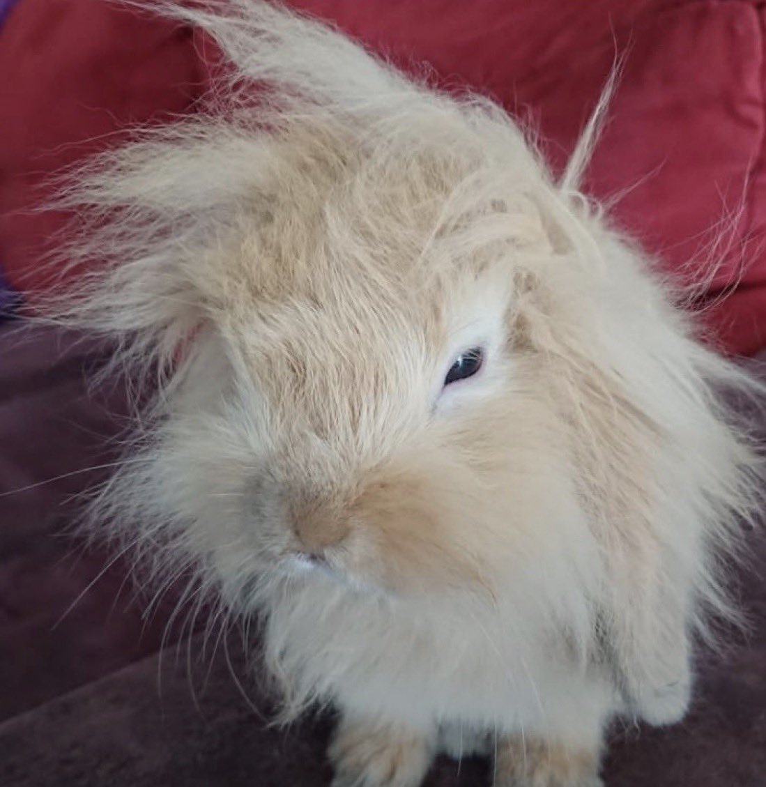 p1npaddock33's tweet photo. bunnystappen https://t.co/nwKzrcOwrV