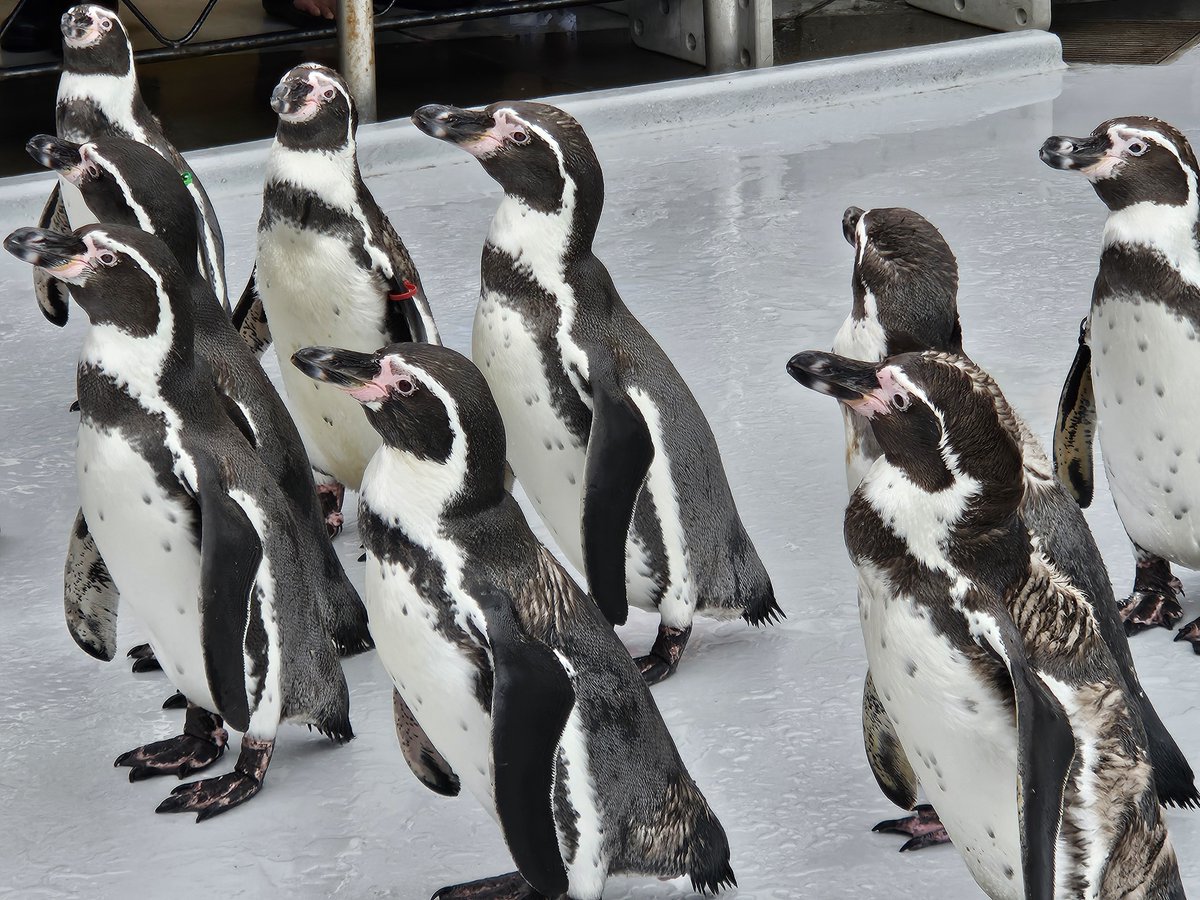 WingHope718's tweet photo. 1枚目がお気に入り
#鳥羽水族館 https://t.co/1zX0XxHa0W