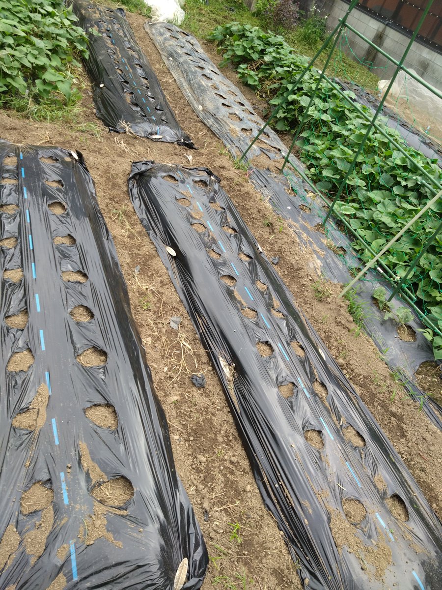 take_poik's tweet photo. 本日の持ち株は前日比プラス。
半導体のない持ち株は日経の影響少なく。

週末から久々の晴れ間。畑の耕耘、種まき、苗植え。疲れた。
またしばらく天気悪そう。

今週もよろしくお願いします。 https://t.co/KIIUF9Zpsw