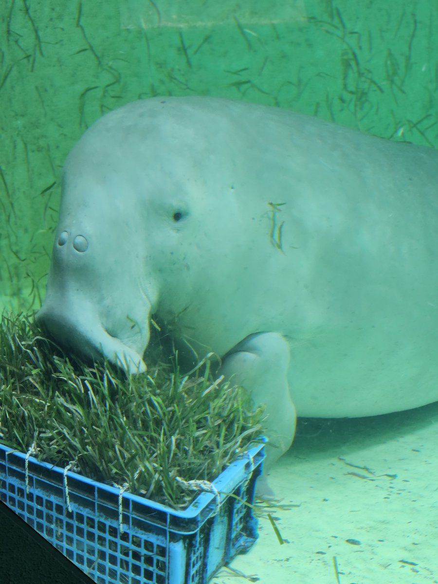 WingHope718's tweet photo. 1枚目がお気に入り
#鳥羽水族館 https://t.co/1zX0XxHa0W
