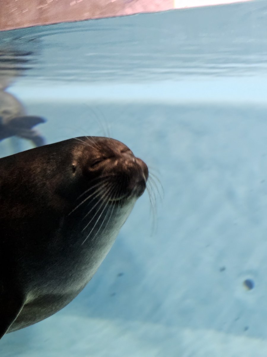 WingHope718's tweet photo. 1枚目がお気に入り
#鳥羽水族館 https://t.co/1zX0XxHa0W