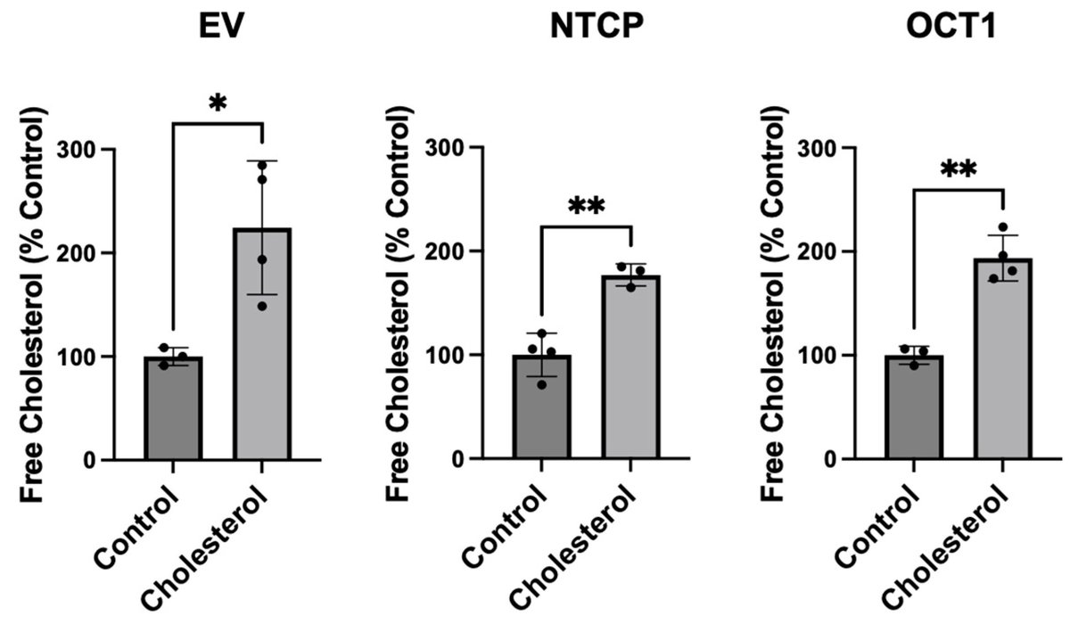 LiversMdpi's tweet photo. 📢 Editor's Choice 
📌 Article in @LiversMDPI

🧬 Idowu et al. found that 24 h cholesterol exposure increased cellular cholesterol ~2-fold and decreased NTCP- and OCT1-mediated transport.

📖 More: https://t.co/LE10eRDAN5

#NTCP #OCT1 #Cholesterol https://t.co/PPoXhMfPyS
