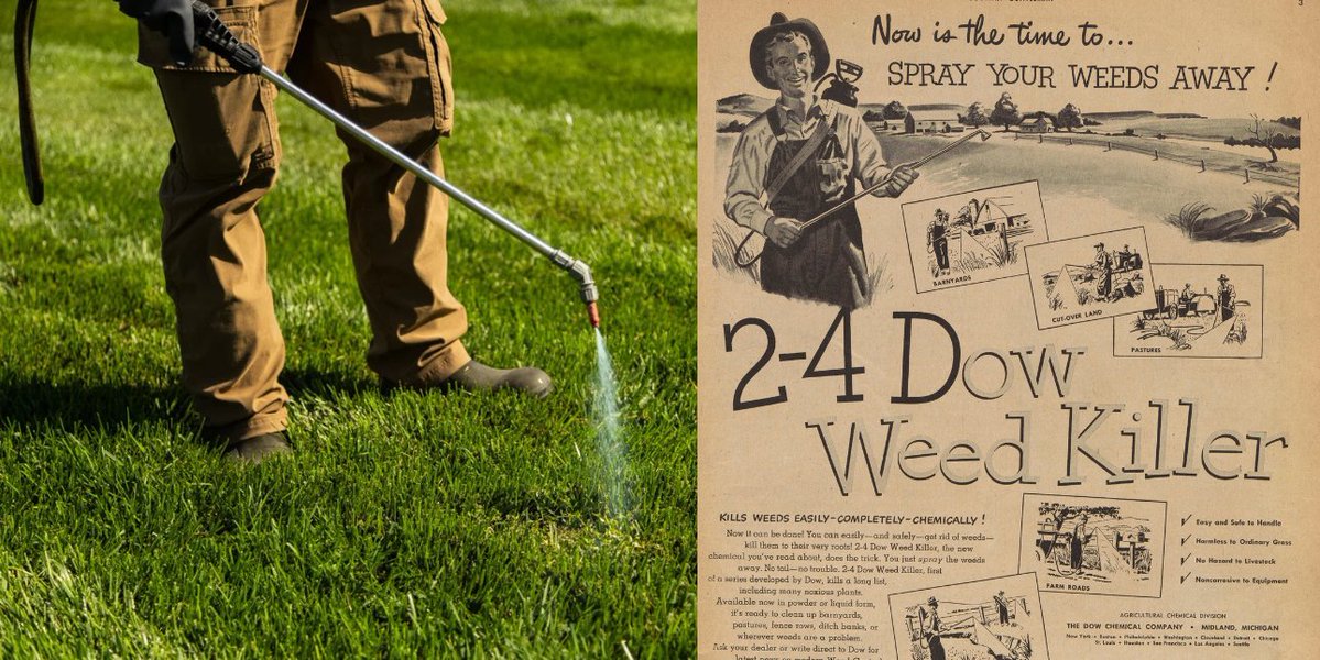 giveashitnature's tweet photo. If you hate dandelions, it's because of a marketing campaign to sell wartime chemicals that ran before you were born.

Your great-grandparents grew dandelions on purpose. European colonists packed the seeds and brought them here as food. 

Then 2,4-D came out of wartime research into anti-crop weapons and hit the home market in around 1945.

Scotts and the rest built an entire industry on the idea that a good lawn had no broadleaf plants in it. They needed a villain. They chose to target dandelions because they're bright yellow, survive mowing, and everybody has them. 

The campaign worked like a charm. By the 1970s dandelion-free was the gold standard, pun not intended, for the perfect middle-class lawn.

2,4-D is still one of the most-used herbicides in the country and it turns up routinely in groundwater.