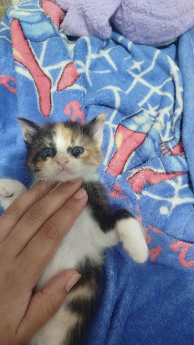 yoonzbear's tweet photo. primeira foto que tirei dela/ a foto mais recente dela 

a cara de marrenta segue a mesma !!! https://t.co/mHVf3Pzpde