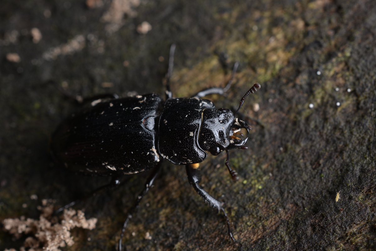 prismognathus's tweet photo. かっこいいクワガタのメスランキング、堂々の一位 https://t.co/x5wN74aoaJ