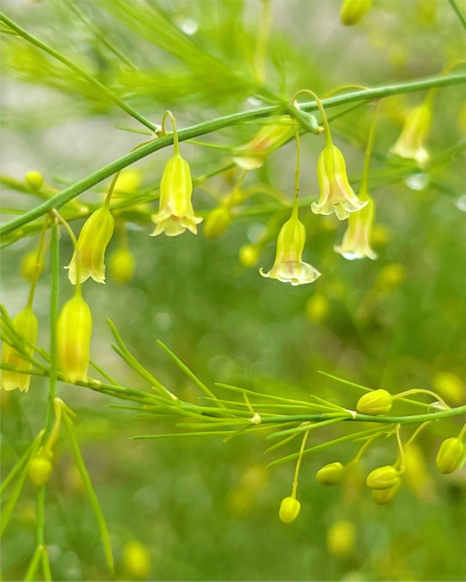 Photo07Machi10's tweet photo. 花 植物 実 自然 景色
#TLを花でいっぱいにしよう
#キリトリセカイ #花写真
#アスパラガス 花 https://t.co/mZU3HvhtgL