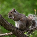 Photo by townandcountrypest (@TCPestSolutions)