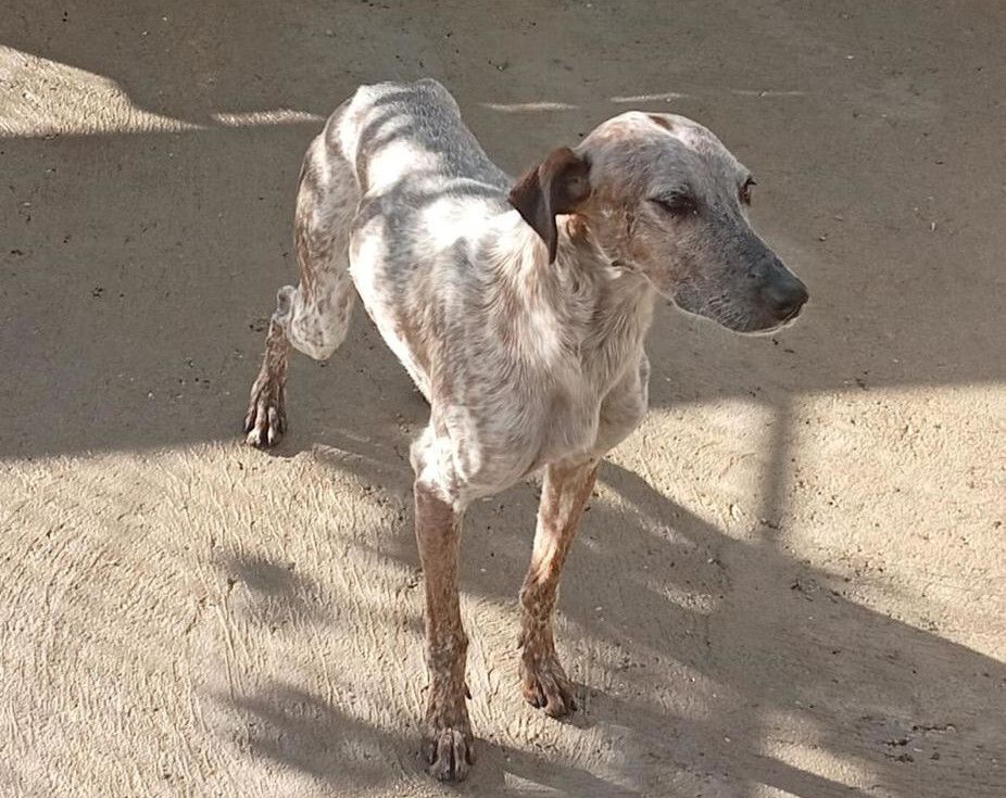 PerreraDipVall's tweet photo. ❗️ En adopción:

🐕 Macho, tipo galgo, unos 2 años.
📍 Recogido en Íscar, el 10/09/2026.

🆔 #ISC2609101
➡️ https://t.co/aMy01jkPi5 
👀 Reservas y cita previa: ☎️ 659 681 584
🕙 L-V 10-13:30 y 17-19. S, D y fest. 10-14h. https://t.co/gY0oEjUIUT