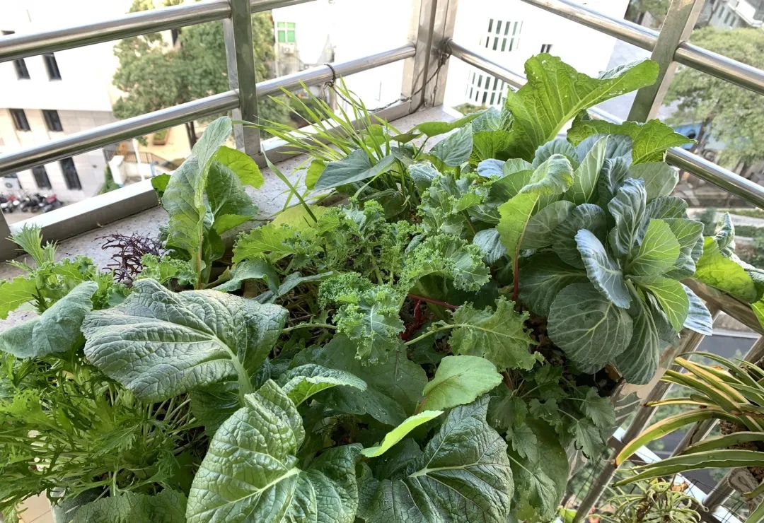 PUNAtiX's tweet photo. Who would’ve thought the tiny balcony 6 months ago would now grow veggies for my daily salads Small spaces = big joys , https://t.co/CKHaG3Dh9g