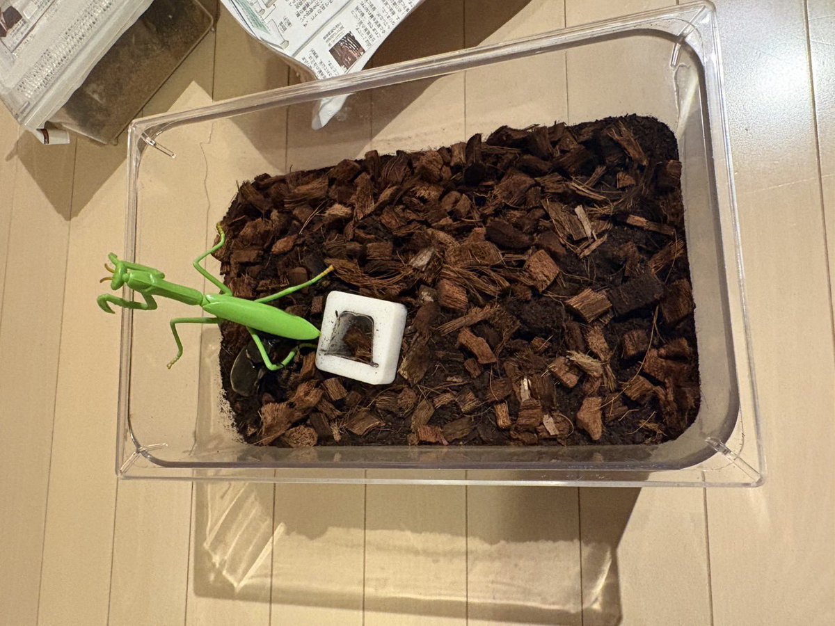 Rosy_Chronicle's tweet photo. Conchu!メンバー 
ソーマンティス優芽の 『#カブトムシ観察日記』

相馬家で飼っているカブクワ達。

左側側 カブトムシ 産卵セット
(担当 ゆめ)
右側 ノコギリクワガタ 産卵セット
(担当 ゆめパパ）

#ロージークロニクル #ハロプロ #Helloproject #相馬優芽 https://t.co/WefDYKDDgq
