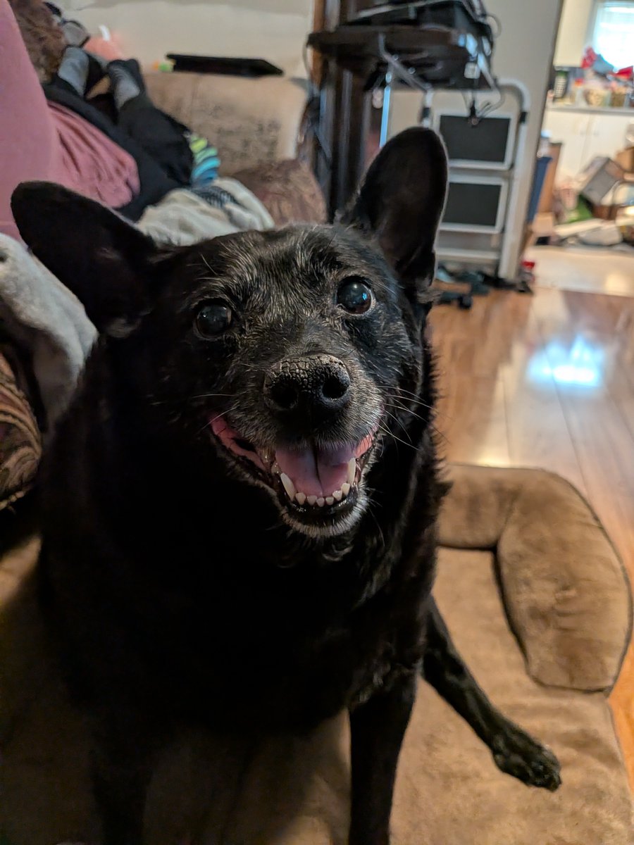 CruelAnraj's tweet photo. Thanks everyone for coming by/following/donating to the final expenses for Alley. It means a lot.

If you still wanted to donate you can via Paypal @cruelanraj or on CashApp as well $cruelanraj

Thanks for everything. Even if it was a retweet, a like, anything. https://t.co/ZxJB5hazMk